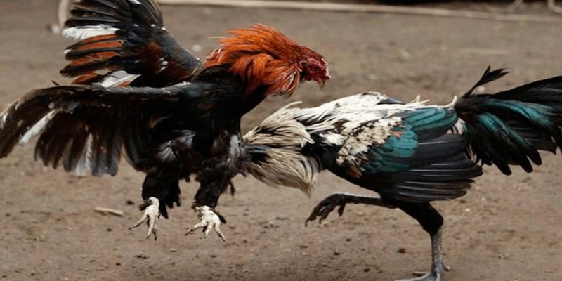 Nhà Cái Uy Tín_Đá Gà Mạng Trực Tiếp Có Ưu Điểm Gì Và Cách Chơi