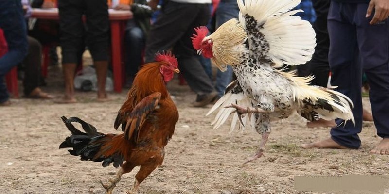 Nhà Cái Uy Tín_Coi Đá Gà Trực Tiếp Và Những Điều Cần Biết